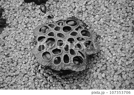 実がついた蓮の果托モノクロームで 107353706