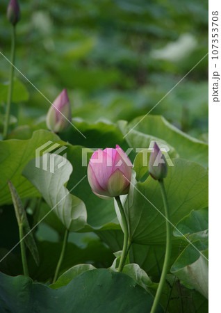 池に咲く美しいピンク色の蓮の花の蕾 107353708