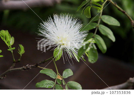 白いオオベニゴウカン 107353836