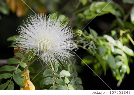 白いオオベニゴウカン 107353842