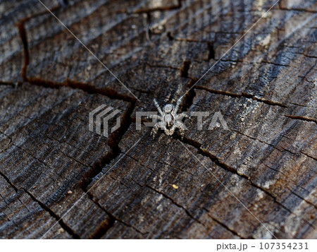 中型ハエトリグモ　シラヒゲハエトリ♀ 107354231