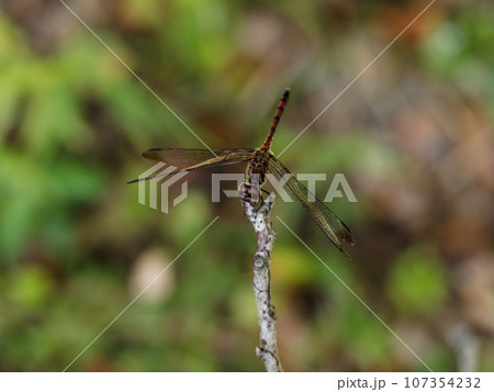 枝に止まるアカネ属のトンボ ノシメトンボ♂ 枝に止まるアカネ属のトンボ ノシメトンボ♂ 107354232