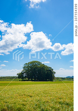 収穫間近の田んぼ 収穫間近の田んぼ 107354399