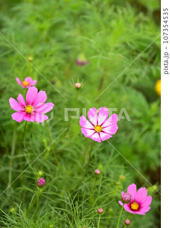 秋の花コスモスの濃いピンク色のコスモス 107354535