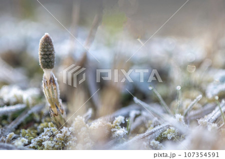 春を告げるツクシ 春を告げるツクシ 107354591