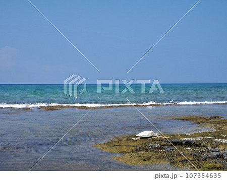 ハワイ島　ウミガメのいる海岸 107354635