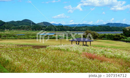 晴天の御所湖とコスモス畑　岩手県 107354712