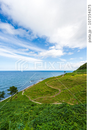 爽やかな秋の青空と海岸沿いの山の斜面に小さな田んぼが並ぶ世界遺産の白米千枚田の景色｜石川県輪島市 107354875
