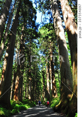 長野市 戸隠神社奥社の参道杉並木と参拝者 長野市 戸隠神社奥社の参道杉並木と参拝者 107354897