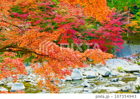 きれいな香嵐渓の紅葉と巴川 きれいな香嵐渓の紅葉と巴川 107354943