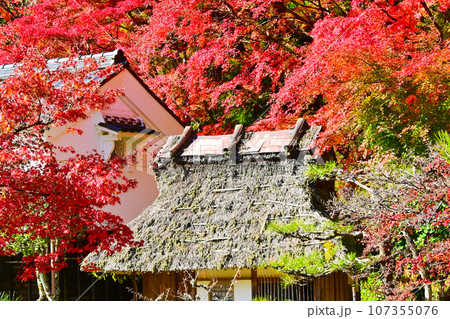 紅葉に染まる香嵐渓 香嵐渓一ノ谷 107355076