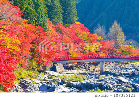 きれいな香嵐渓の紅葉と待月橋 きれいな香嵐渓の紅葉と待月橋 107355123
