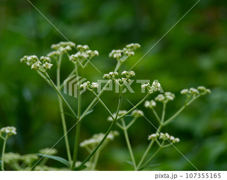 オトコエシの花 オトコエシの花 107355165