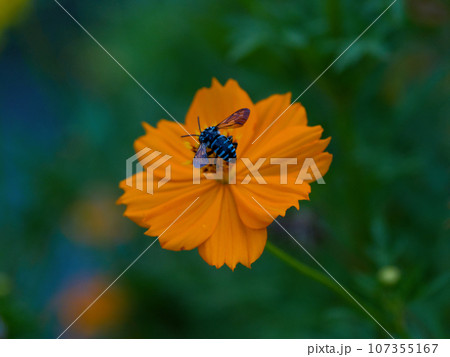 幸せを運ぶ青い蜂 ナミルリモンハナバチの訪花 幸せを運ぶ青い蜂 ナミルリモンハナバチの訪花 107355167