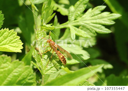 葉に止まるムモンホソアシナガバチ 107355447