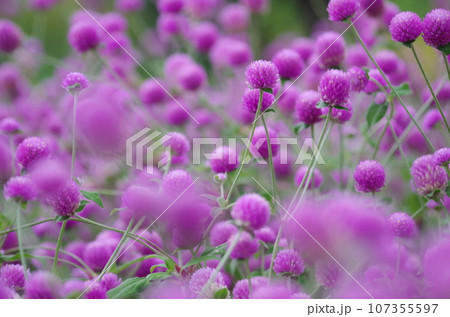 ピンクのセンニチコウの花が咲いています 107355597