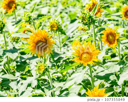 真夏の風物詩　元気が出る満開のヒマワリ 107355849