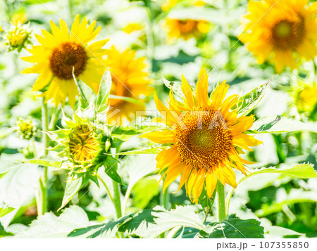 真夏の風物詩 元気が出る満開のヒマワリ 真夏の風物詩 元気が出る満開のヒマワリ 107355850