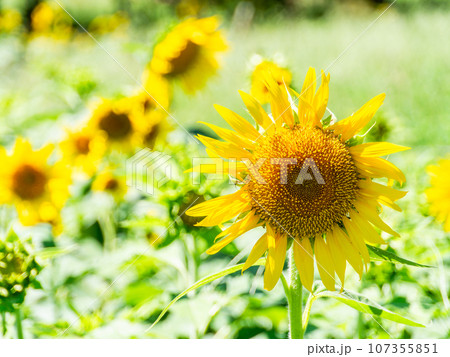 真夏の風物詩　元気が出る満開のヒマワリ 107355851