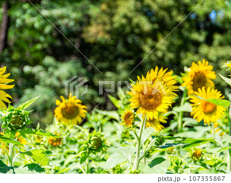 真夏の風物詩　元気が出る満開のヒマワリ 107355867
