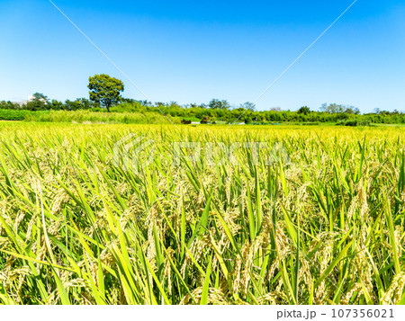 晩夏の農の景色　東京都八王子市のたわわに実った稲穂 107356021