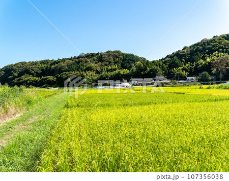 晩夏の農の景色　東京都八王子市のたわわに実った稲穂 107356038