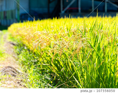 晩夏の農の景色　東京都八王子市のたわわに実った稲穂 107356050