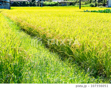 晩夏の農の景色　東京都八王子市のたわわに実った稲穂 107356051