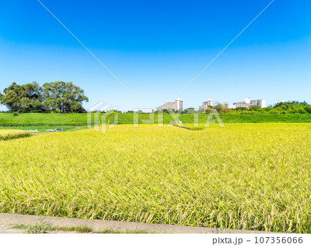 晩夏の農の景色　東京都八王子市のたわわに実った稲穂 107356066