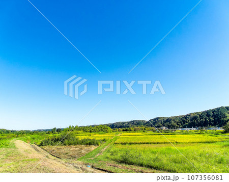 晩夏の農の景色　東京都八王子市のたわわに実った稲穂 107356081