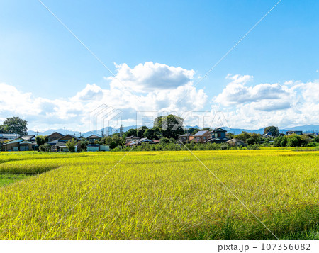 晩夏の農の景色　東京都八王子市のたわわに実った稲穂 107356082