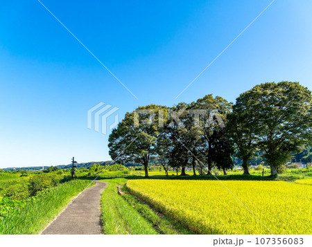晩夏の農の景色 東京都八王子市のたわわに実った稲穂 晩夏の農の景色 東京都八王子市のたわわに実った稲穂 107356083