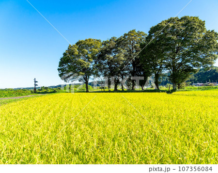 晩夏の農の景色 東京都八王子市のたわわに実った稲穂 晩夏の農の景色 東京都八王子市のたわわに実った稲穂 107356084