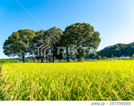 晩夏の農の景色　東京都八王子市のたわわに実った稲穂 107356088