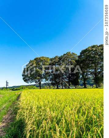 晩夏の農の景色 東京都八王子市のたわわに実った稲穂 晩夏の農の景色 東京都八王子市のたわわに実った稲穂 107356089