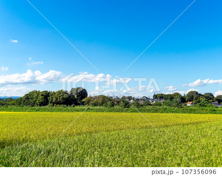晩夏の農の景色 東京都八王子市のたわわに実った稲穂 晩夏の農の景色 東京都八王子市のたわわに実った稲穂 107356096
