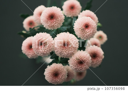 ピンク色の菊を上から撮影 107356098