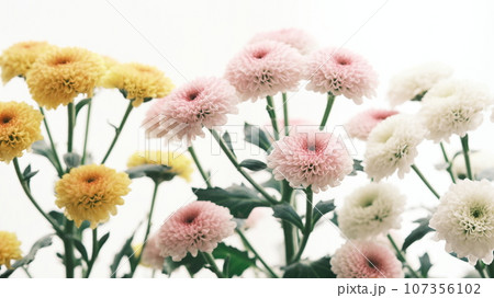 窓辺の光に映える、黄色い菊、ピンク色の菊、白い菊 107356102