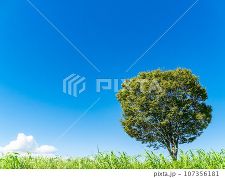 夏の青空の下、すっくと立つ素敵な高月ツリー 夏の青空の下、すっくと立つ素敵な高月ツリー 107356181