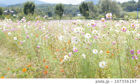 爽やかなコスモス畑 岩手県 御所湖広域公園 爽やかなコスモス畑 岩手県 御所湖広域公園 107356197