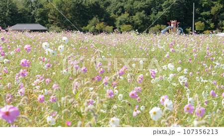 爽やかなコスモス畑　岩手県　御所湖広域公園 107356213