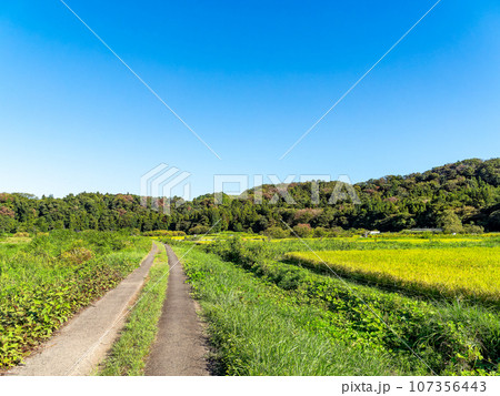晩夏の農の景色 たわわに実った稲穂 晩夏の農の景色 たわわに実った稲穂 107356443