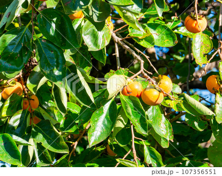 秋の味覚の風物詩　熟しはじめた美味しそうな柿 107356551