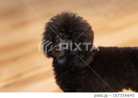 トイプードル　ブラック 107356645