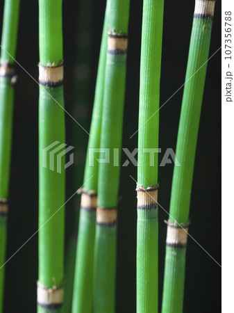 光に透ける砥草 光に透ける砥草 107356788