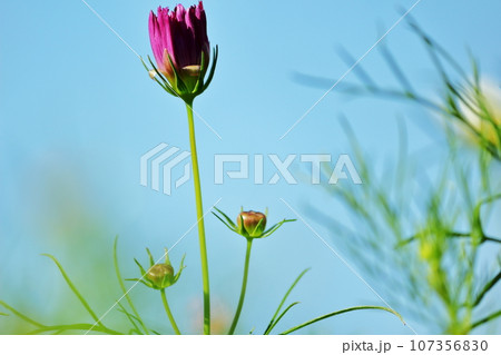 開花寸前のこすもすの花 107356830