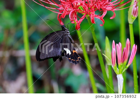 彼岸花 黒揚羽蝶 クロアゲハチョウ 彼岸花 黒揚羽蝶 クロアゲハチョウ 107356932
