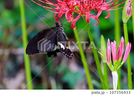 彼岸花 黒揚羽蝶 クロアゲハチョウ 彼岸花 黒揚羽蝶 クロアゲハチョウ 107356933