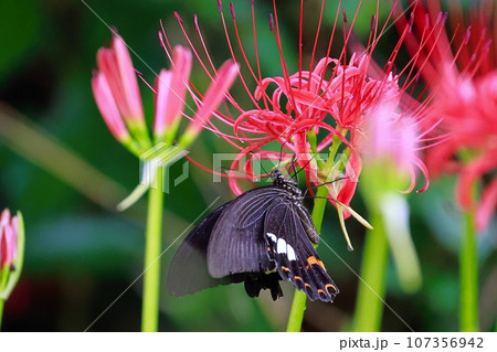 彼岸花　黒揚羽蝶　クロアゲハチョウ 107356942