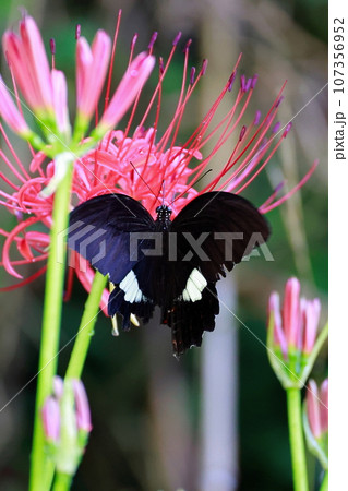 彼岸花　黒揚羽蝶　クロアゲハチョウ 107356952
